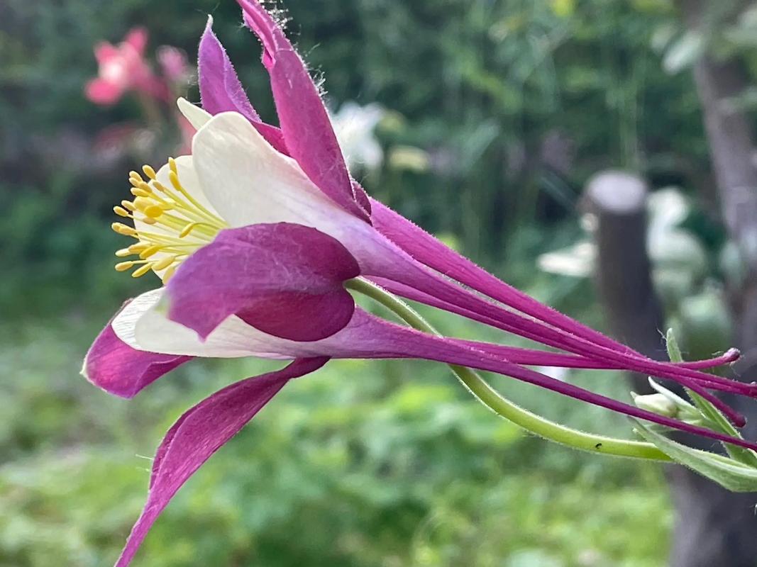 漏斗花怎么养(漏斗花怎么种植法)-第2张图片-花花知道网 漏斗花怎么养(漏斗花怎么种植法)-第2张图片-花花知道网