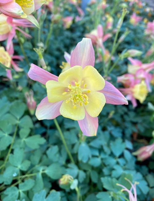 漏斗花怎么养(漏斗花怎么种植法)-第3张图片-花花知道网 漏斗花怎么养(漏斗花怎么种植法)-第3张图片-花花知道网