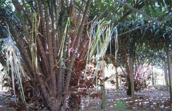 蛇皮果播种繁殖方法(蛇皮果播种繁殖方法有哪些)-第3张图片-花花知道网 蛇皮果播种繁殖方法(蛇皮果播种繁殖方法有哪些)-第3张图片-花花知道网