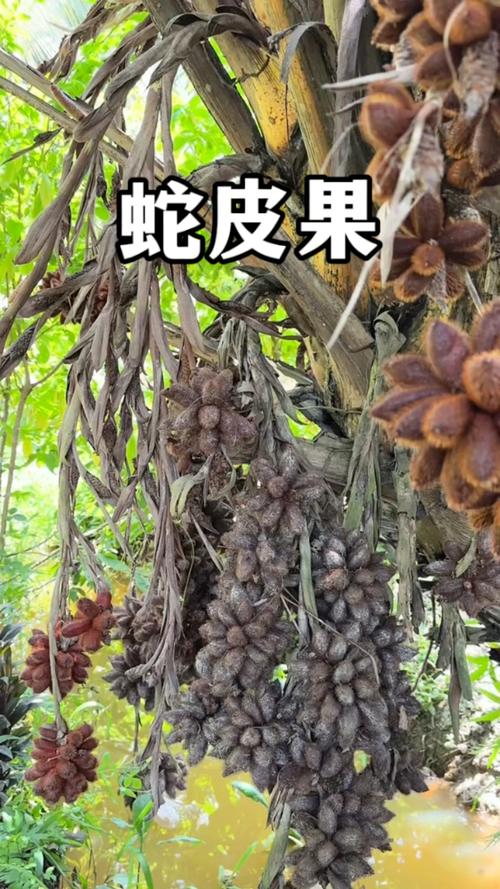 蛇皮果播种繁殖方法(蛇皮果播种繁殖方法有哪些)-第8张图片-花花知道网 蛇皮果播种繁殖方法(蛇皮果播种繁殖方法有哪些)-第8张图片-花花知道网