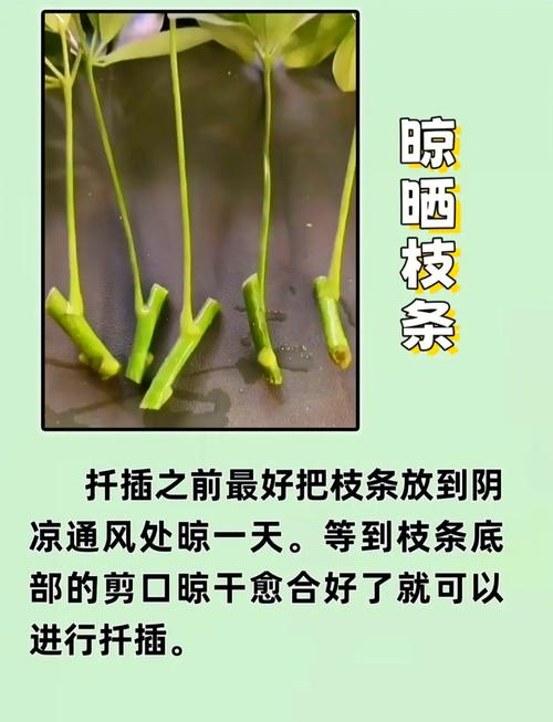 花叶鸭掌木的繁殖方法(花叶鸭掌木的繁殖方法图解)-第2张图片-花花知道网 花叶鸭掌木的繁殖方法(花叶鸭掌木的繁殖方法图解)-第2张图片-花花知道网