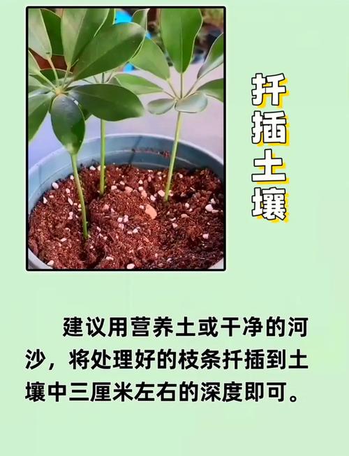 花叶鸭掌木的繁殖方法(花叶鸭掌木的繁殖方法图解)-第4张图片-花花知道网 花叶鸭掌木的繁殖方法(花叶鸭掌木的繁殖方法图解)-第4张图片-花花知道网