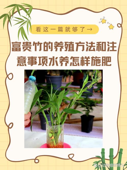 富贵竹施肥用什么肥料(富贵竹需什么肥料)-第3张图片-花花知道网 富贵竹施肥用什么肥料(富贵竹需什么肥料)-第3张图片-花花知道网