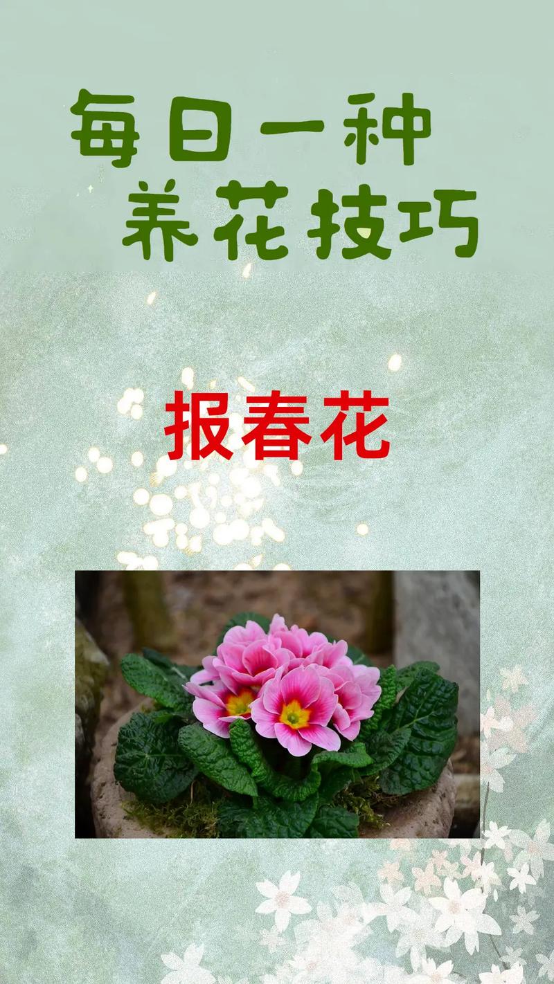 如何使报春花开不断(报春花开败后怎么修剪)-第1张图片-花花知道网 如何使报春花开不断(报春花开败后怎么修剪)-第1张图片-花花知道网