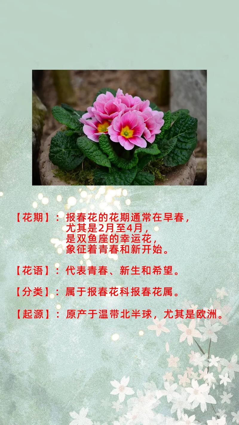 如何使报春花开不断(报春花开败后怎么修剪)-第3张图片-花花知道网 如何使报春花开不断(报春花开败后怎么修剪)-第3张图片-花花知道网