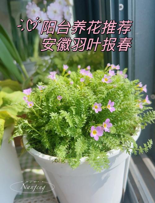 如何使报春花开不断(报春花开败后怎么修剪)-第6张图片-花花知道网 如何使报春花开不断(报春花开败后怎么修剪)-第6张图片-花花知道网