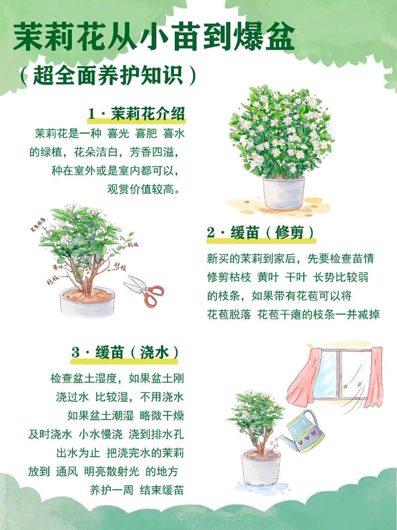 茉莉花怎么繁殖(茉莉花繁殖技术)-第2张图片-花花知道网 茉莉花怎么繁殖(茉莉花繁殖技术)-第2张图片-花花知道网