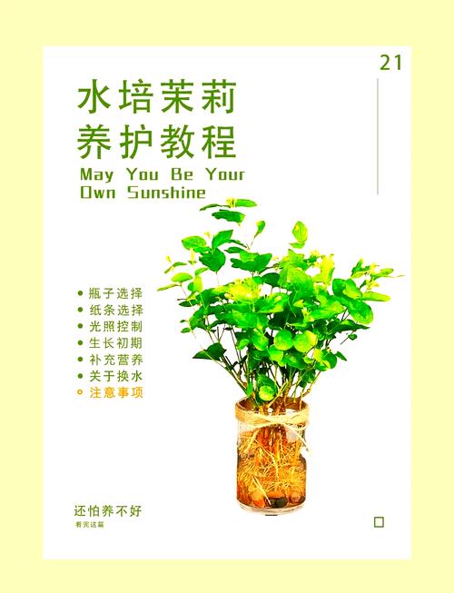 茉莉花怎么繁殖(茉莉花繁殖技术)-第3张图片-花花知道网 茉莉花怎么繁殖(茉莉花繁殖技术)-第3张图片-花花知道网