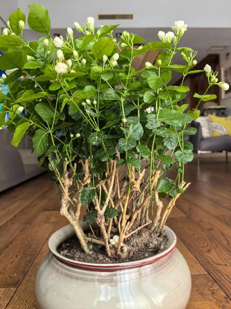 茉莉花怎么繁殖(茉莉花繁殖技术)-第5张图片-花花知道网 茉莉花怎么繁殖(茉莉花繁殖技术)-第5张图片-花花知道网