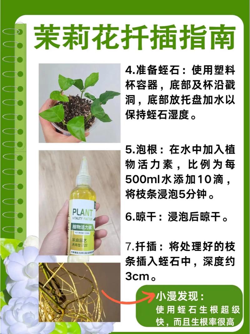 茉莉花怎么繁殖(茉莉花繁殖技术)-第6张图片-花花知道网 茉莉花怎么繁殖(茉莉花繁殖技术)-第6张图片-花花知道网