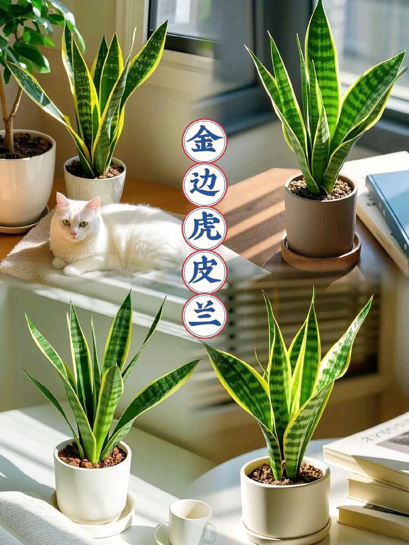 虎皮兰怎么养才会茂盛(虎皮兰怎么养长得好)-第8张图片-花花知道网 虎皮兰怎么养才会茂盛(虎皮兰怎么养长得好)-第8张图片-花花知道网