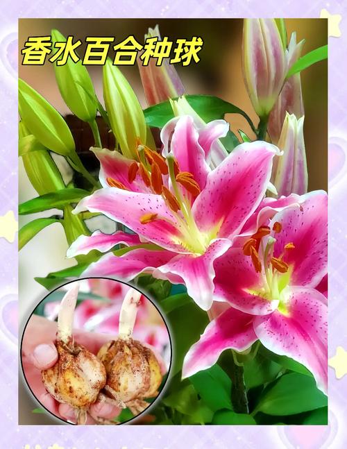 香水百合怎么养(香水百合怎么养护)-第1张图片-花花知道网 香水百合怎么养(香水百合怎么养护)-第1张图片-花花知道网