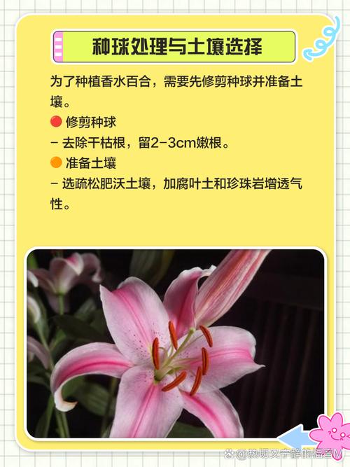 香水百合怎么养(香水百合怎么养护)-第4张图片-花花知道网 香水百合怎么养(香水百合怎么养护)-第4张图片-花花知道网
