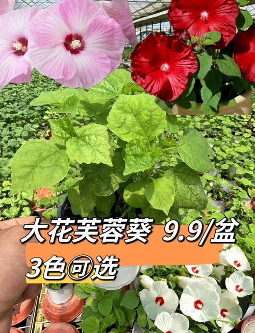 芙蓉葵播种有妙招(芙蓉葵播种有妙招吗)-第1张图片-花花知道网 芙蓉葵播种有妙招(芙蓉葵播种有妙招吗)-第1张图片-花花知道网