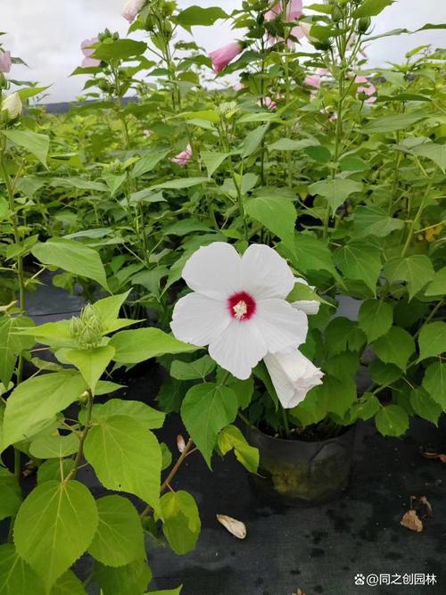 芙蓉葵播种有妙招(芙蓉葵播种有妙招吗)-第2张图片-花花知道网 芙蓉葵播种有妙招(芙蓉葵播种有妙招吗)-第2张图片-花花知道网