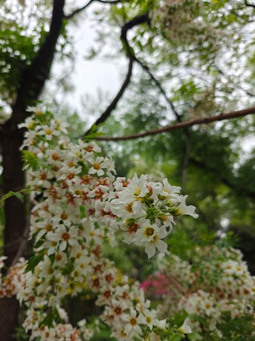 文冠果冬天养殖的禁忌(文冠果种子适合什么季节种植)-第5张图片-花花知道网 文冠果冬天养殖的禁忌(文冠果种子适合什么季节种植)-第5张图片-花花知道网