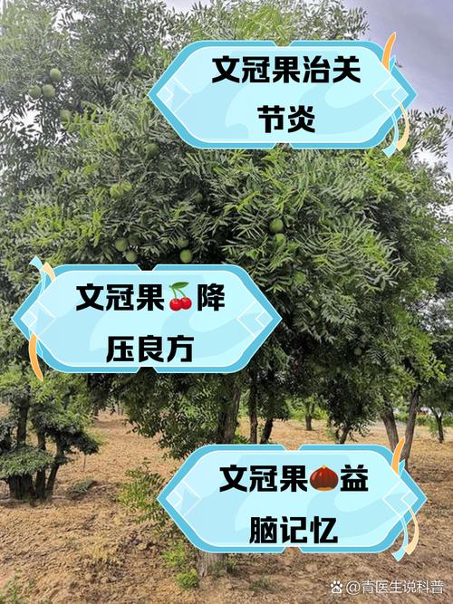 文冠果冬天养殖的禁忌(文冠果种子适合什么季节种植)-第6张图片-花花知道网 文冠果冬天养殖的禁忌(文冠果种子适合什么季节种植)-第6张图片-花花知道网