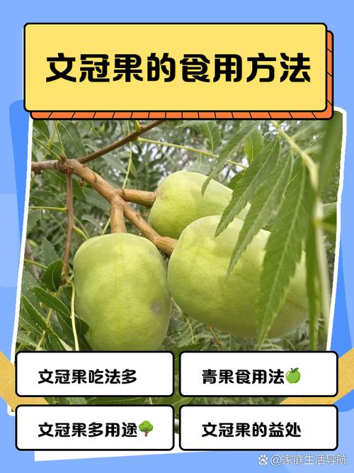 文冠果冬天养殖的禁忌(文冠果种子适合什么季节种植)-第7张图片-花花知道网 文冠果冬天养殖的禁忌(文冠果种子适合什么季节种植)-第7张图片-花花知道网