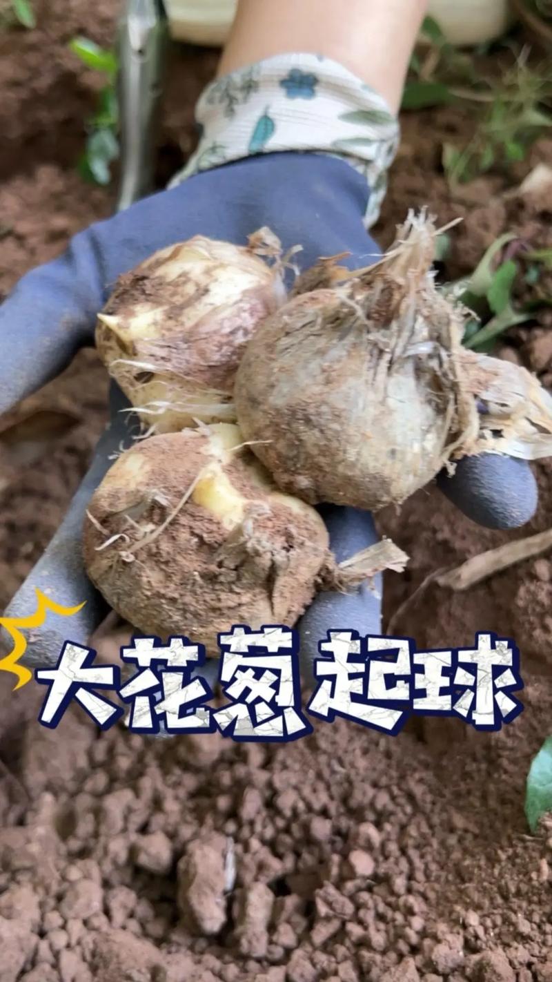 大花葱种子怎么种(大葱花种子怎样种植)-第2张图片-花花知道网 大花葱种子怎么种(大葱花种子怎样种植)-第2张图片-花花知道网