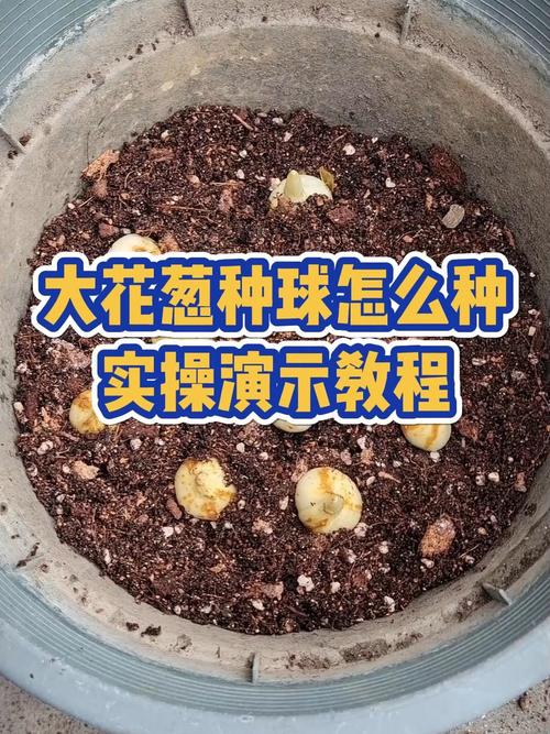 大花葱种子怎么种(大葱花种子怎样种植)-第3张图片-花花知道网 大花葱种子怎么种(大葱花种子怎样种植)-第3张图片-花花知道网