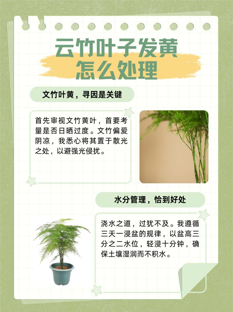 文竹叶子发黄的常见原因和处理方法（文竹叶子发黄怎么办?教你几招,轻松解决,叶子翠绿!）-第1张图片-花花知道网