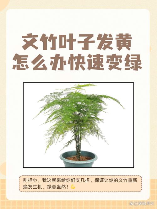 文竹叶子发黄的常见原因和处理方法（文竹叶子发黄怎么办?教你几招,轻松解决,叶子翠绿!）-第3张图片-花花知道网