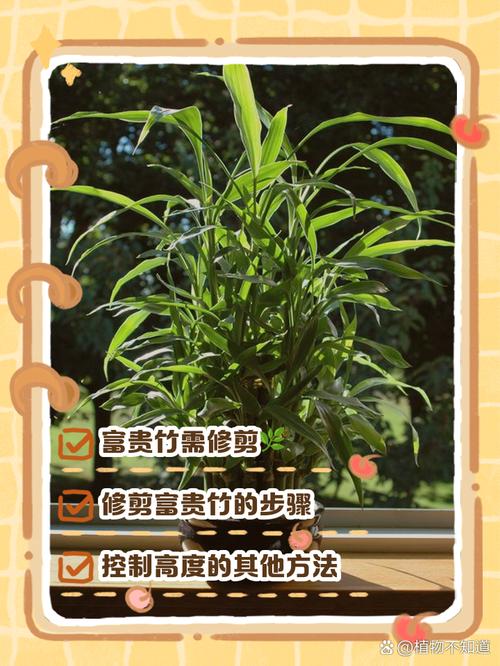 富贵竹怎么修剪（富贵竹怎么修剪造型）-第4张图片-花花知道网