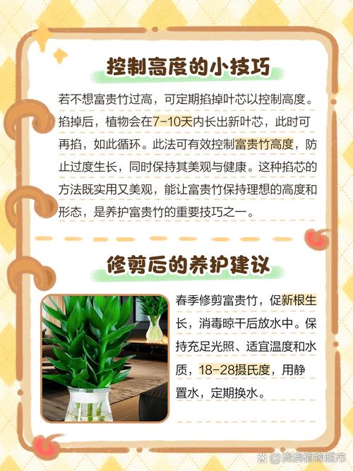 富贵竹怎么修剪（富贵竹怎么修剪造型）-第5张图片-花花知道网