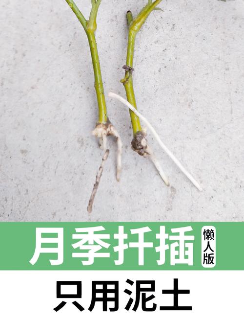 现在扦插别用土(扦插用什么土壤好?)-第2张图片-花花知道网 现在扦插别用土(扦插用什么土壤好?)-第2张图片-花花知道网