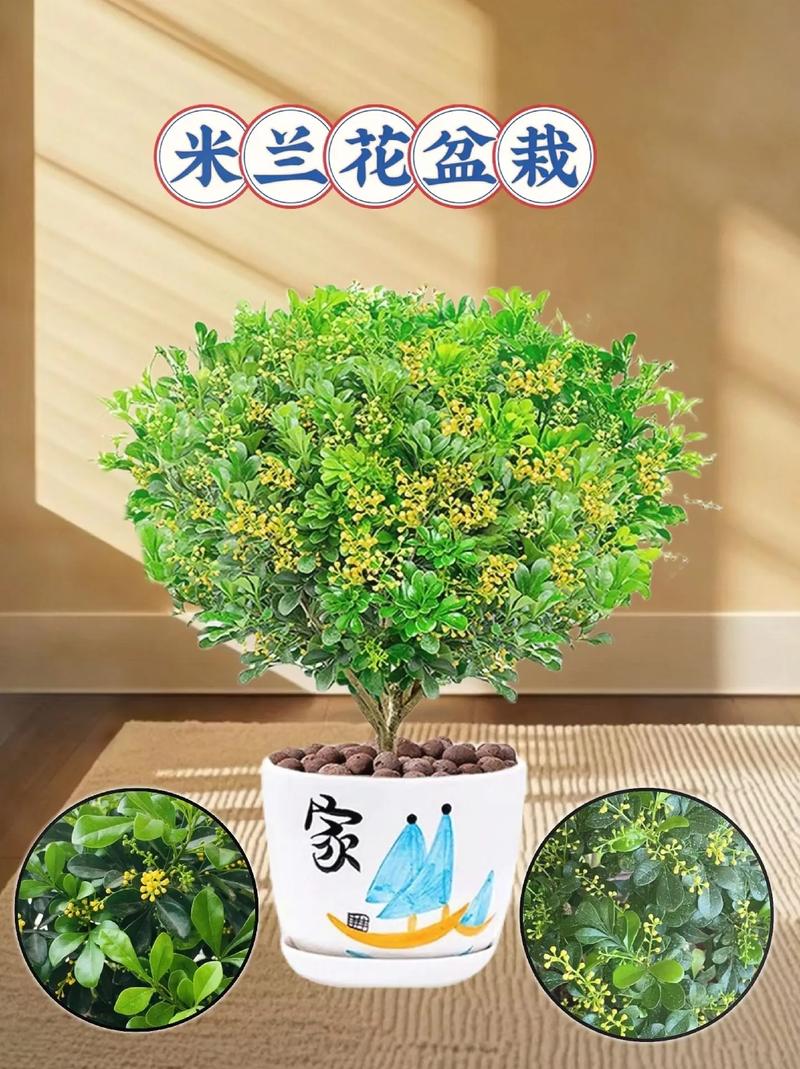 米兰夏季怎么养(米兰夏季养殖方法和注意事项)-第2张图片-花花知道网 米兰夏季怎么养(米兰夏季养殖方法和注意事项)-第2张图片-花花知道网
