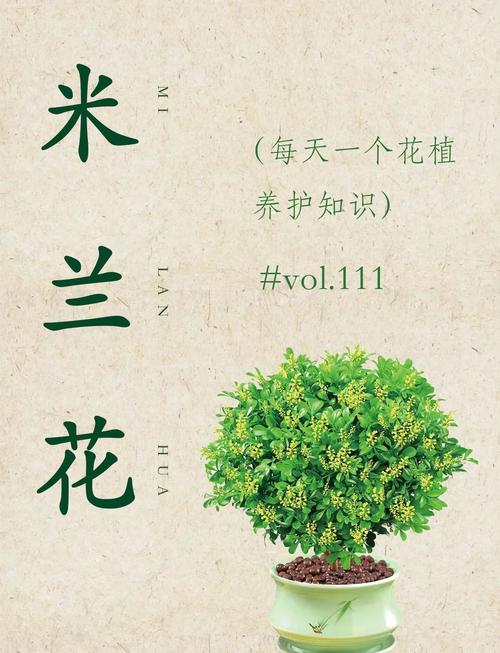 米兰夏季怎么养(米兰夏季养殖方法和注意事项)-第3张图片-花花知道网 米兰夏季怎么养(米兰夏季养殖方法和注意事项)-第3张图片-花花知道网
