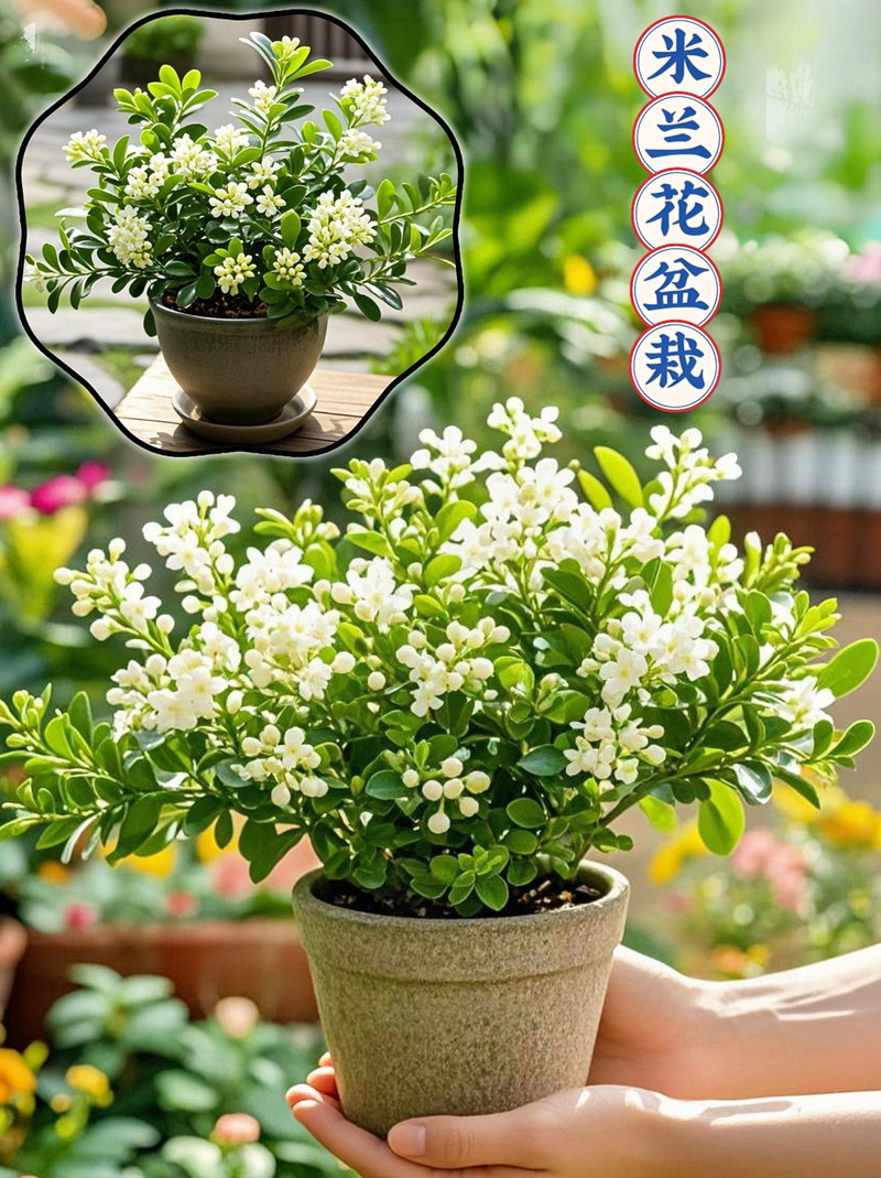 米兰夏季怎么养(米兰夏季养殖方法和注意事项)-第5张图片-花花知道网 米兰夏季怎么养(米兰夏季养殖方法和注意事项)-第5张图片-花花知道网