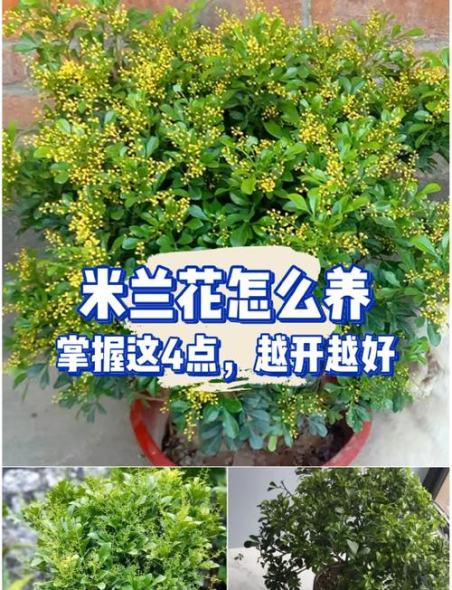 米兰夏季怎么养(米兰夏季养殖方法和注意事项)-第6张图片-花花知道网 米兰夏季怎么养(米兰夏季养殖方法和注意事项)-第6张图片-花花知道网
