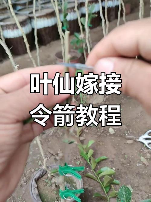 如何利用叶仙嫁接令箭荷花(叶仙能嫁接荷花令箭吗)-第1张图片-花花知道网 如何利用叶仙嫁接令箭荷花(叶仙能嫁接荷花令箭吗)-第1张图片-花花知道网