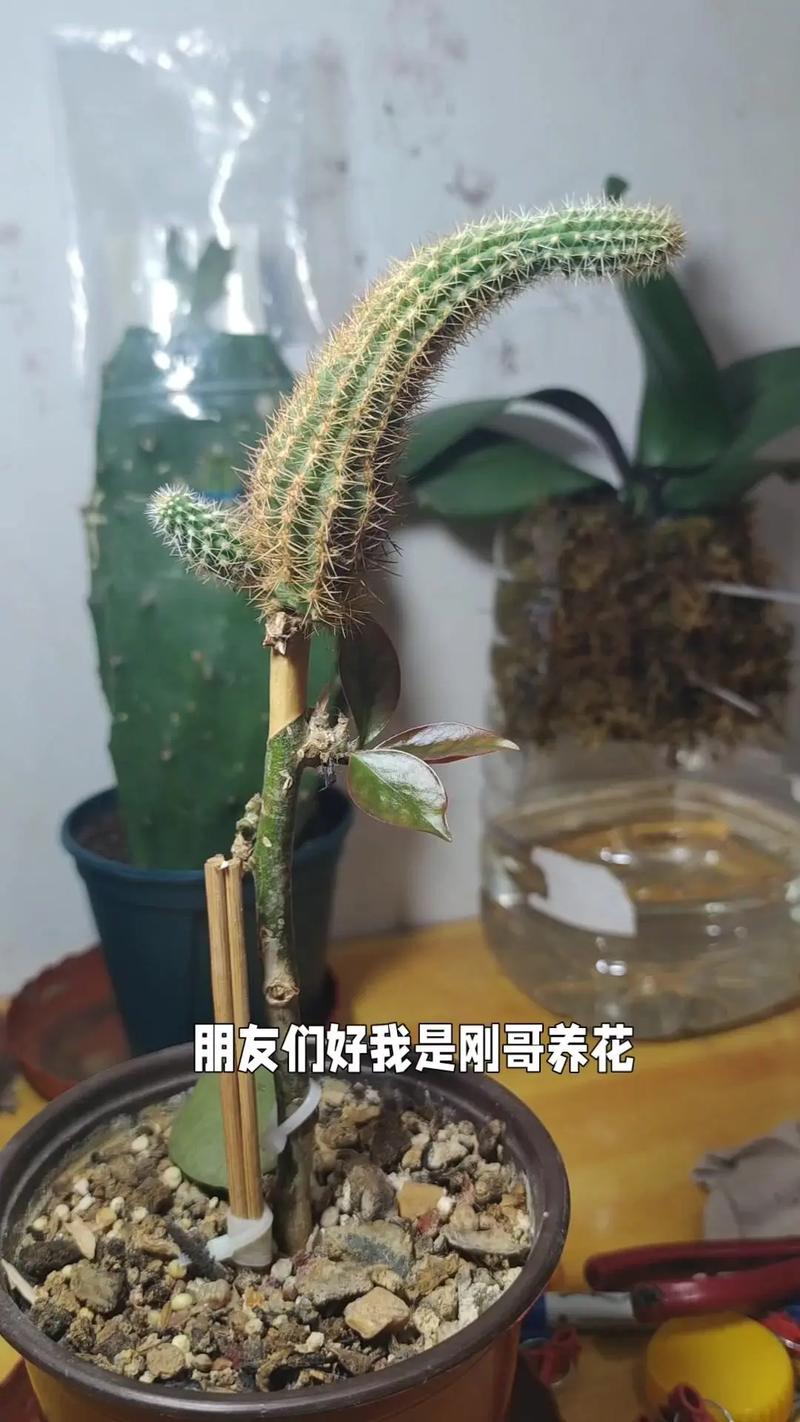 如何利用叶仙嫁接令箭荷花(叶仙能嫁接荷花令箭吗)-第2张图片-花花知道网 如何利用叶仙嫁接令箭荷花(叶仙能嫁接荷花令箭吗)-第2张图片-花花知道网