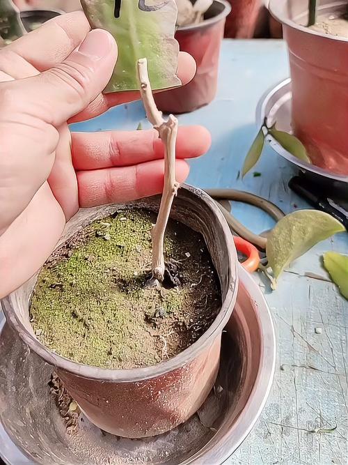 如何利用叶仙嫁接令箭荷花(叶仙能嫁接荷花令箭吗)-第4张图片-花花知道网 如何利用叶仙嫁接令箭荷花(叶仙能嫁接荷花令箭吗)-第4张图片-花花知道网