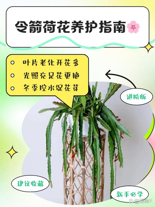 如何利用叶仙嫁接令箭荷花(叶仙能嫁接荷花令箭吗)-第5张图片-花花知道网 如何利用叶仙嫁接令箭荷花(叶仙能嫁接荷花令箭吗)-第5张图片-花花知道网