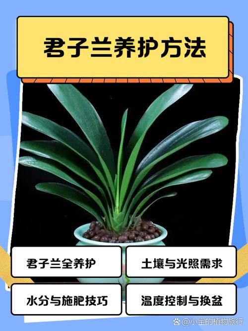 刚买的君子兰怎么养(刚买的君子兰怎么养护和管理)-第1张图片-花花知道网 刚买的君子兰怎么养(刚买的君子兰怎么养护和管理)-第1张图片-花花知道网