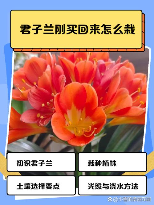 刚买的君子兰怎么养(刚买的君子兰怎么养护和管理)-第2张图片-花花知道网 刚买的君子兰怎么养(刚买的君子兰怎么养护和管理)-第2张图片-花花知道网