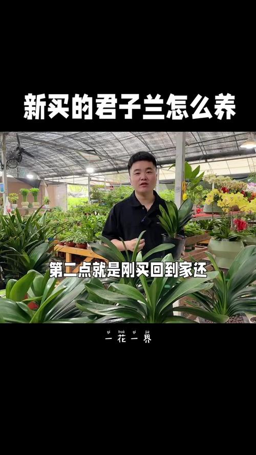 刚买的君子兰怎么养(刚买的君子兰怎么养护和管理)-第3张图片-花花知道网 刚买的君子兰怎么养(刚买的君子兰怎么养护和管理)-第3张图片-花花知道网