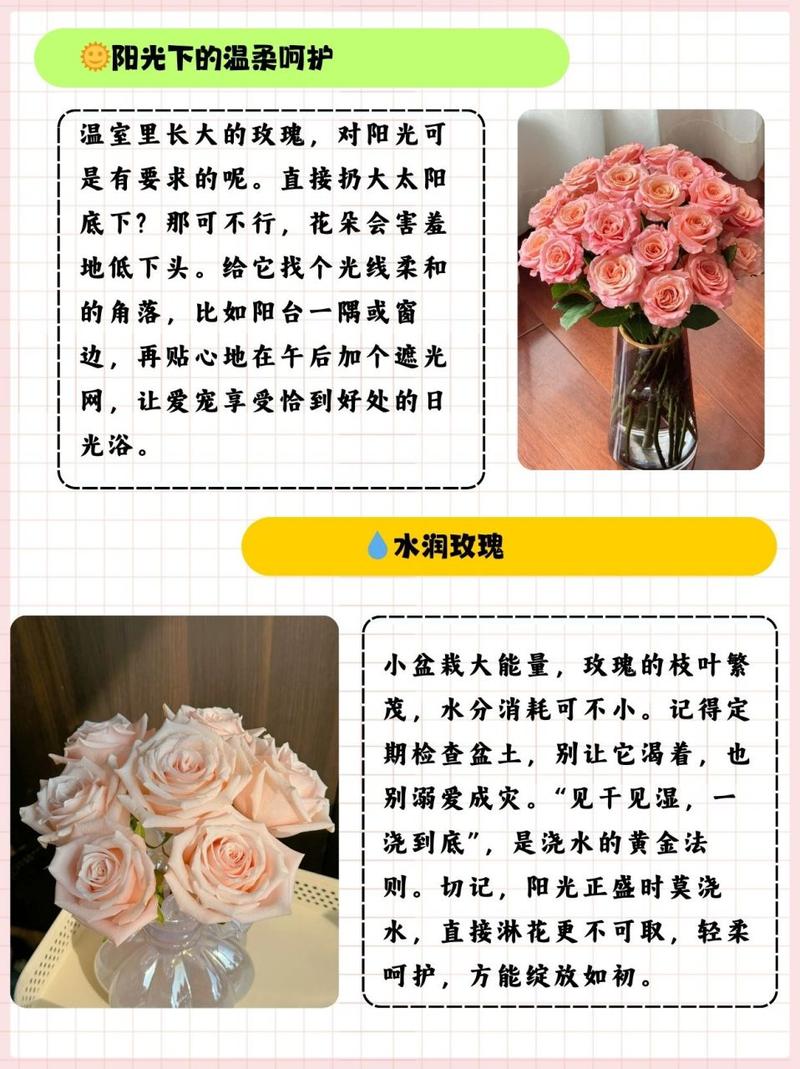 玫瑰怎么繁殖(玫瑰怎么繁殖后代)-第4张图片-花花知道网 玫瑰怎么繁殖(玫瑰怎么繁殖后代)-第4张图片-花花知道网