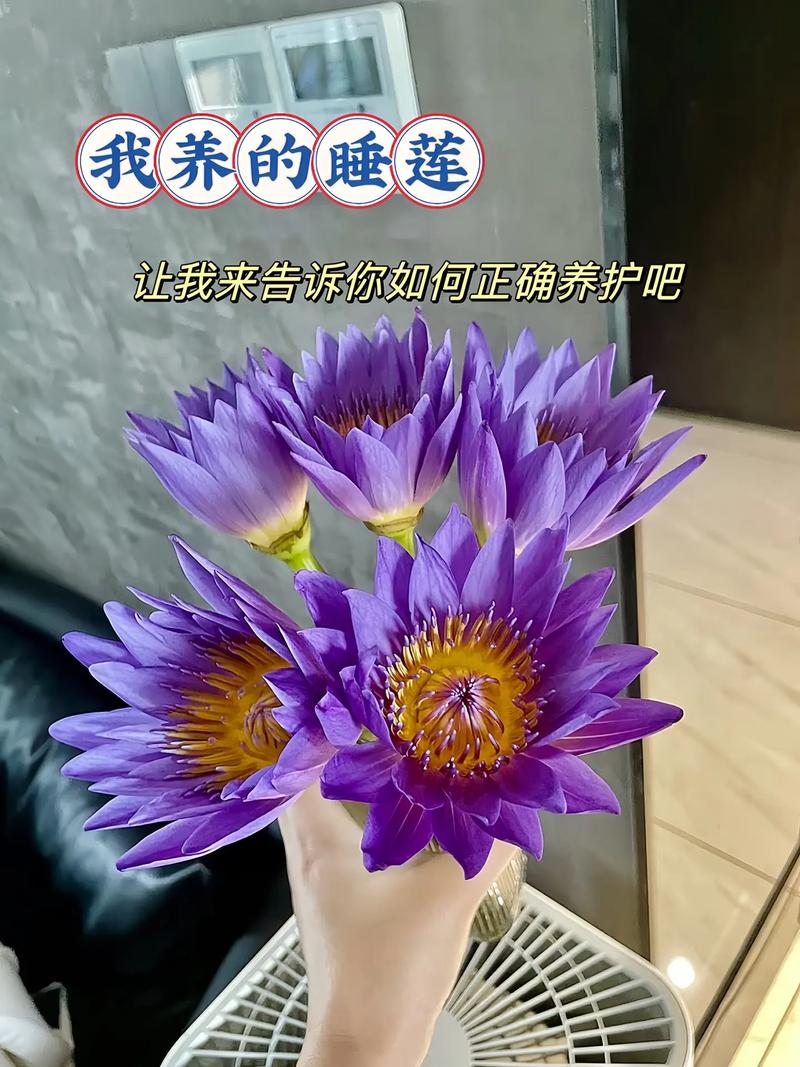 睡莲秋天怎么养(睡莲秋季可以移盆吗?)-第2张图片-花花知道网 睡莲秋天怎么养(睡莲秋季可以移盆吗?)-第2张图片-花花知道网