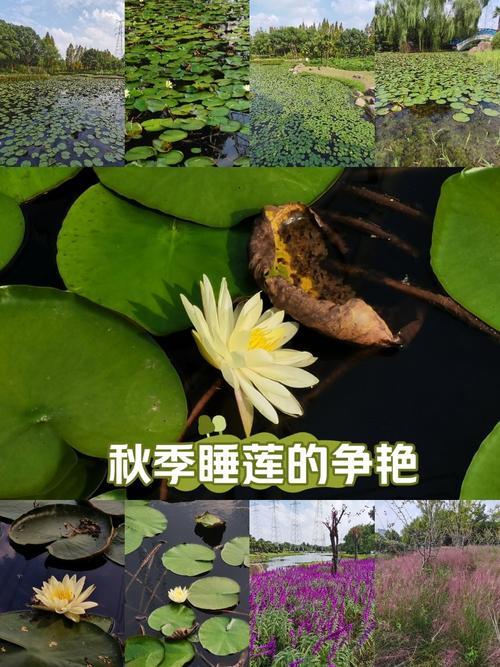 睡莲秋天怎么养(睡莲秋季可以移盆吗?)-第5张图片-花花知道网 睡莲秋天怎么养(睡莲秋季可以移盆吗?)-第5张图片-花花知道网