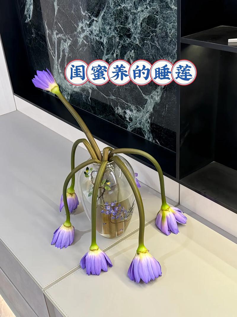 睡莲秋天怎么养(睡莲秋季可以移盆吗?)-第6张图片-花花知道网 睡莲秋天怎么养(睡莲秋季可以移盆吗?)-第6张图片-花花知道网