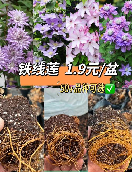 铁线莲的种植方法(铁线莲的种植方法和注意事项)-第3张图片-花花知道网 铁线莲的种植方法(铁线莲的种植方法和注意事项)-第3张图片-花花知道网