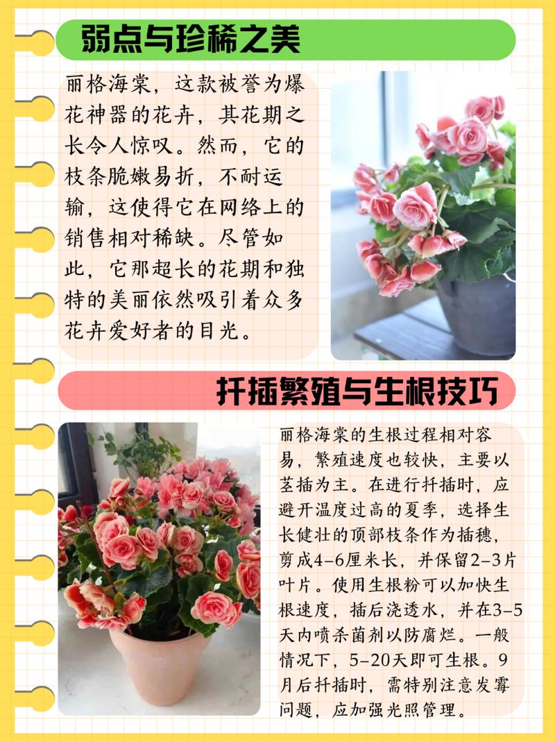 丽格海棠开花后怎么养（丽格海棠开花图片）-第4张图片-花花知道网