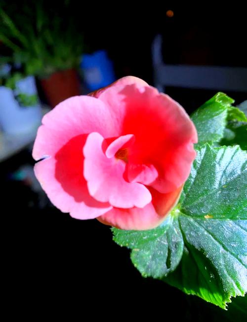 丽格海棠开花后怎么养（丽格海棠开花图片）-第5张图片-花花知道网