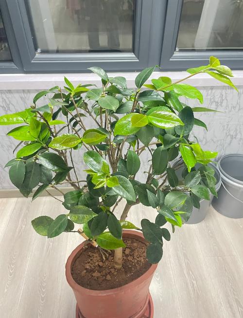 茶花换盆注意事项(茶花换盆注意事项和禁忌)-第2张图片-花花知道网 茶花换盆注意事项(茶花换盆注意事项和禁忌)-第2张图片-花花知道网