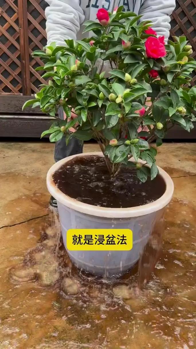 茶花换盆注意事项(茶花换盆注意事项和禁忌)-第4张图片-花花知道网 茶花换盆注意事项(茶花换盆注意事项和禁忌)-第4张图片-花花知道网