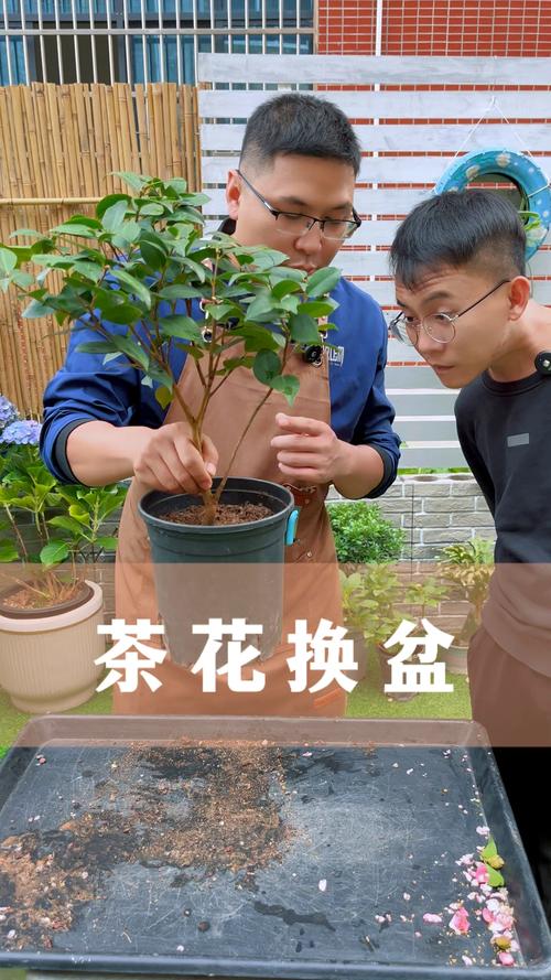 茶花换盆注意事项(茶花换盆注意事项和禁忌)-第6张图片-花花知道网 茶花换盆注意事项(茶花换盆注意事项和禁忌)-第6张图片-花花知道网